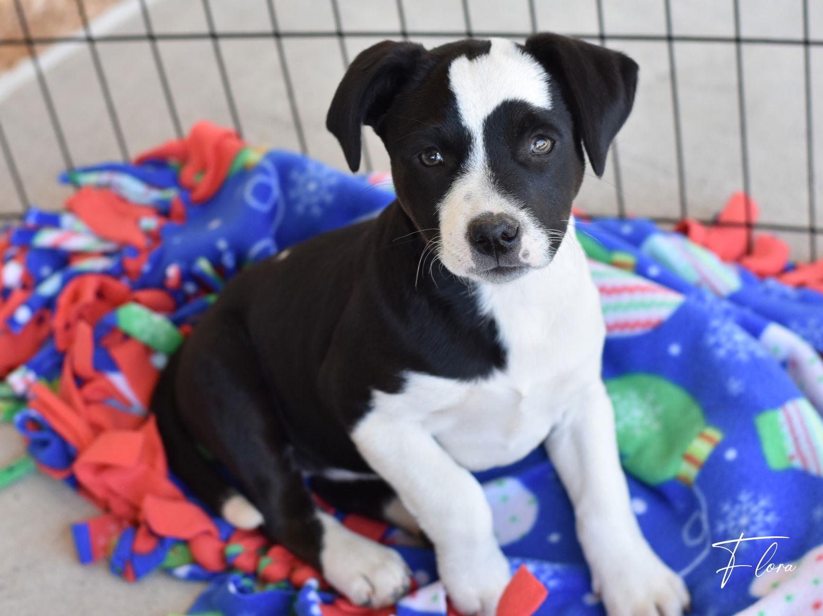 Enlarge Flora, a Adoptable mixed breed in Montgomery, TX image 2/3