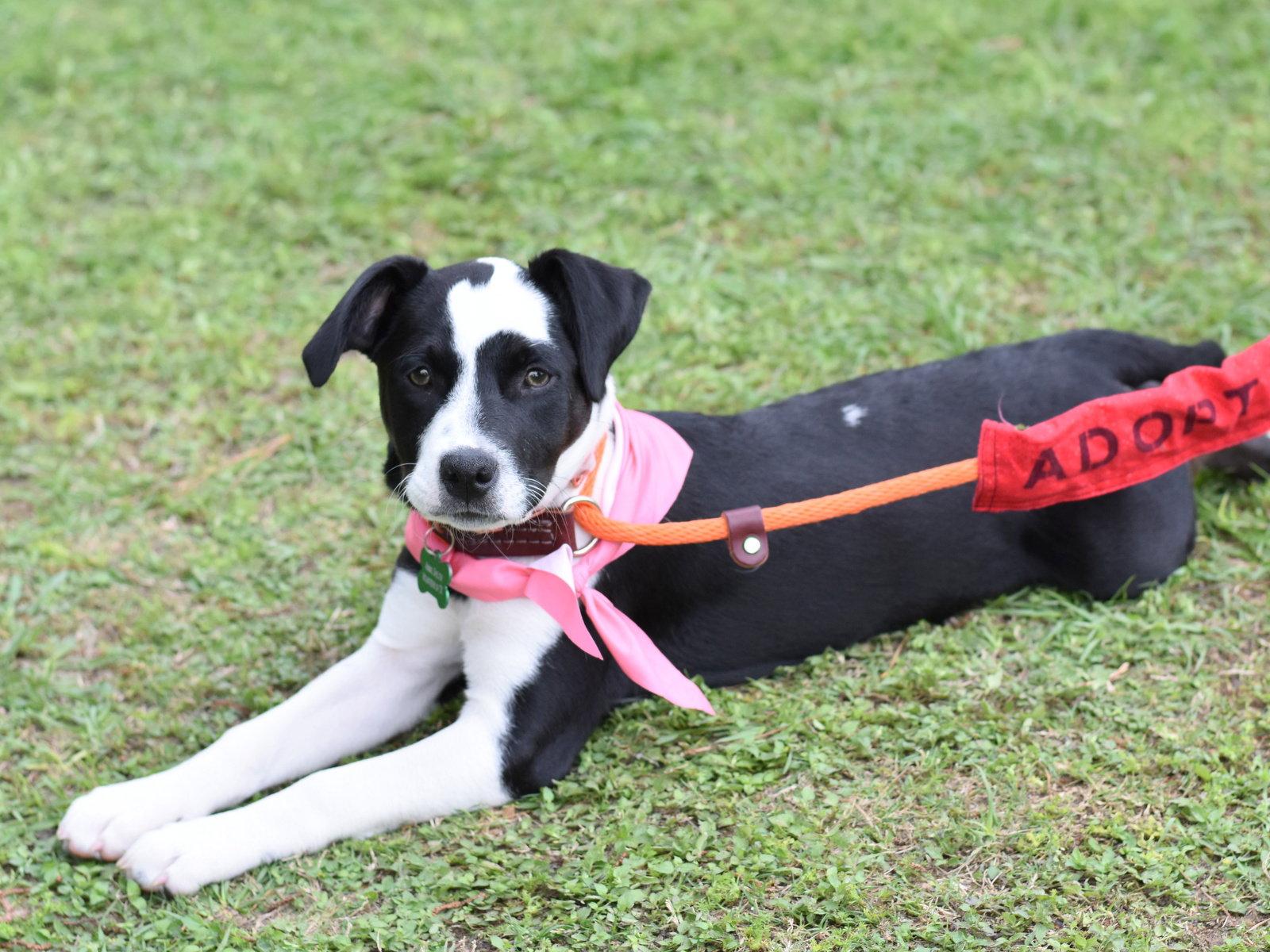 Flora, a Adoptable mixed breed in Montgomery, TX image 1/3