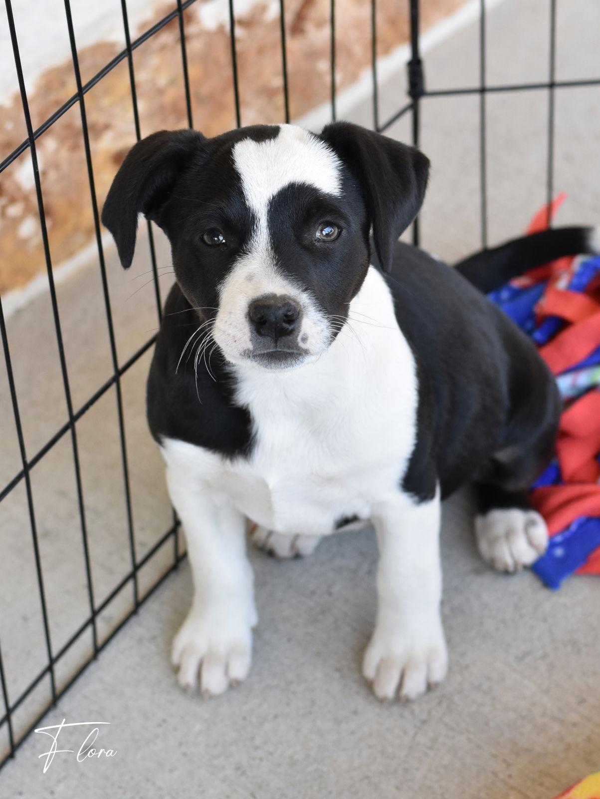 Enlarge Flora, a Adoptable mixed breed in Montgomery, TX image 3/3