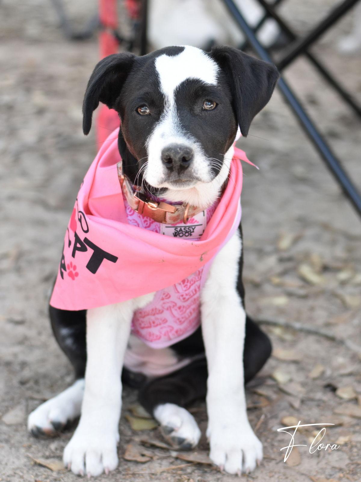 Flora, a Adoptable mixed breed in Montgomery, TX image 2/3