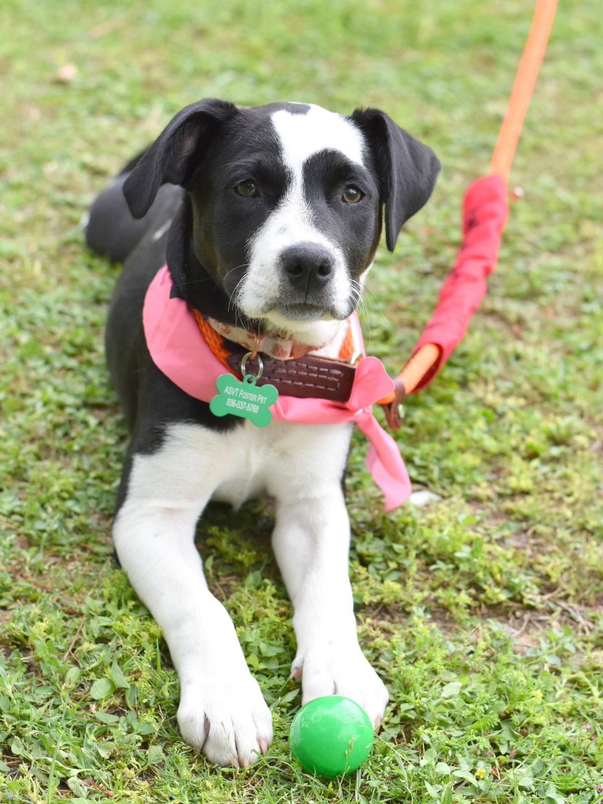 Flora, a Adoptable mixed breed in Montgomery, TX image 3/3