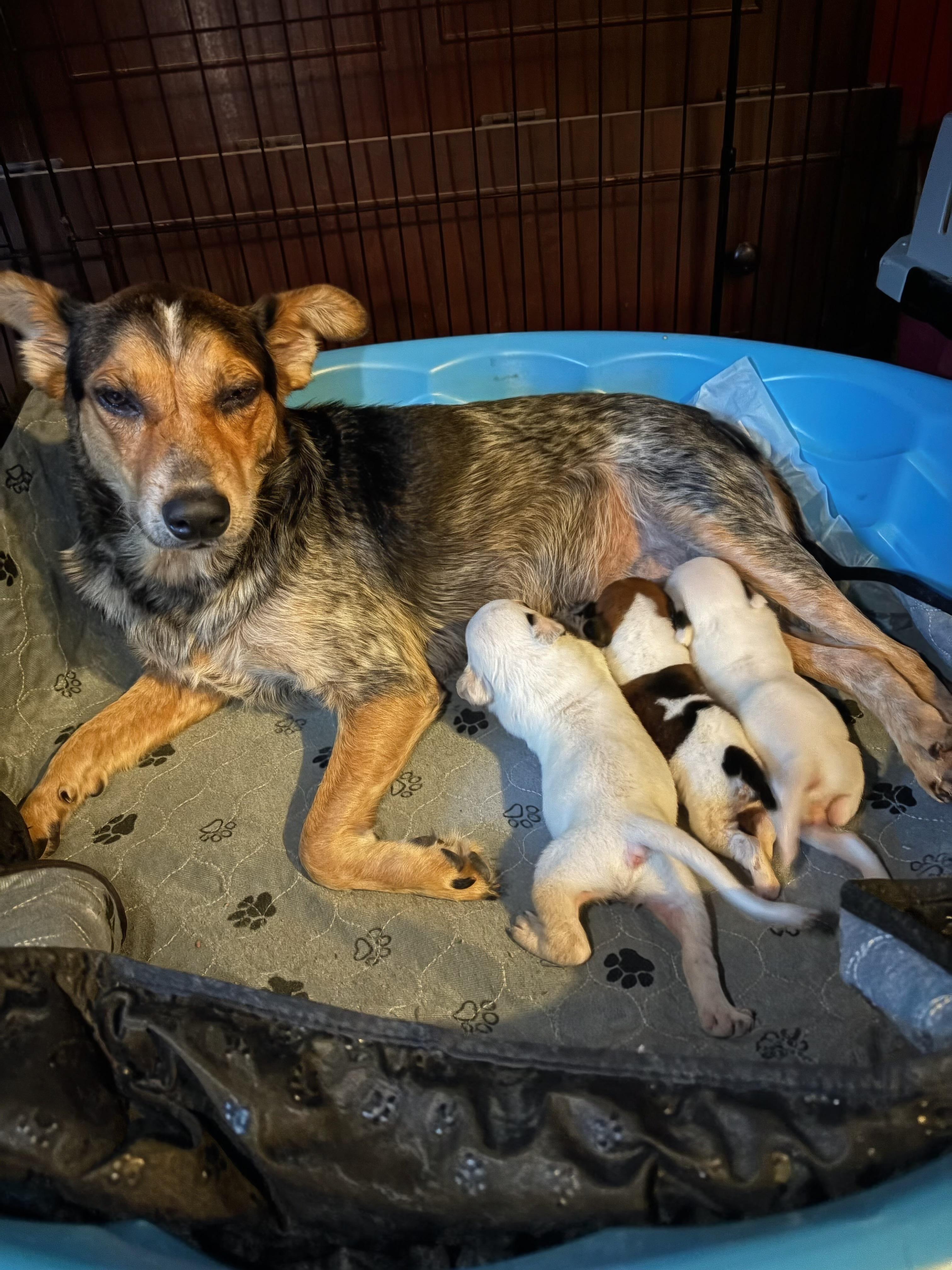 Andie, Adoptable, Adult Female Australian Cattle Dog / Blue Heeler.