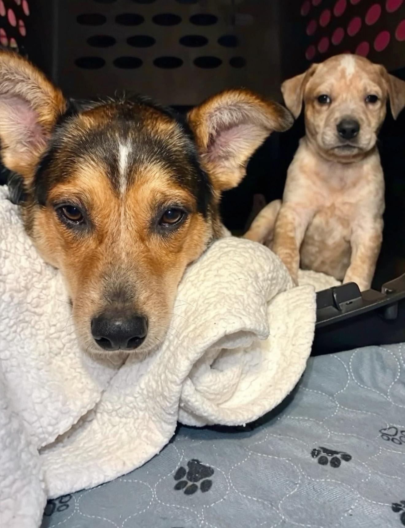 Enlarge Andie, a Adoptable Australian Cattle Dog / Blue Heeler in Marietta, GA image 3/4