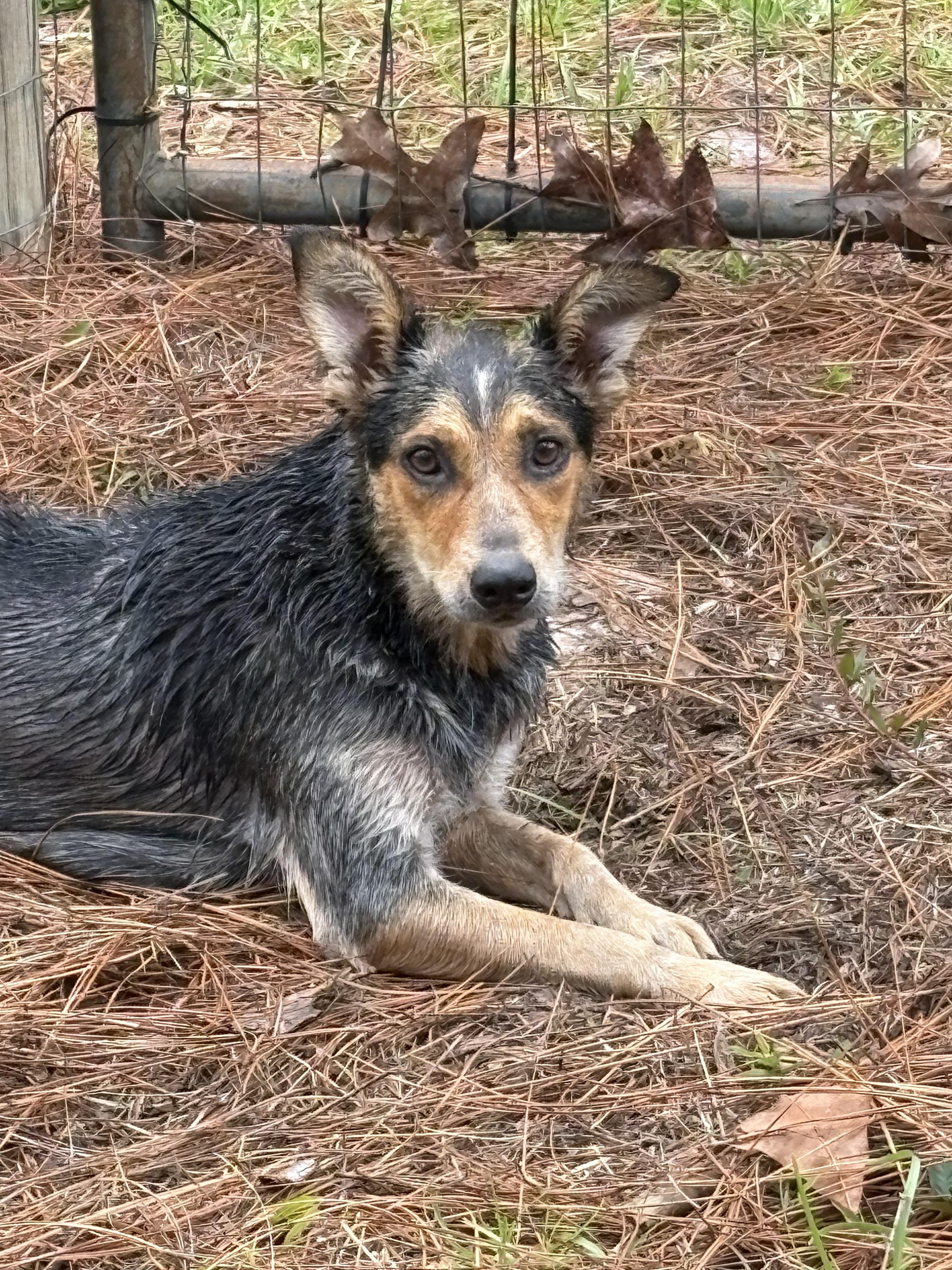 Enlarge Andie, a Adoptable Australian Cattle Dog / Blue Heeler in Marietta, GA image 4/4