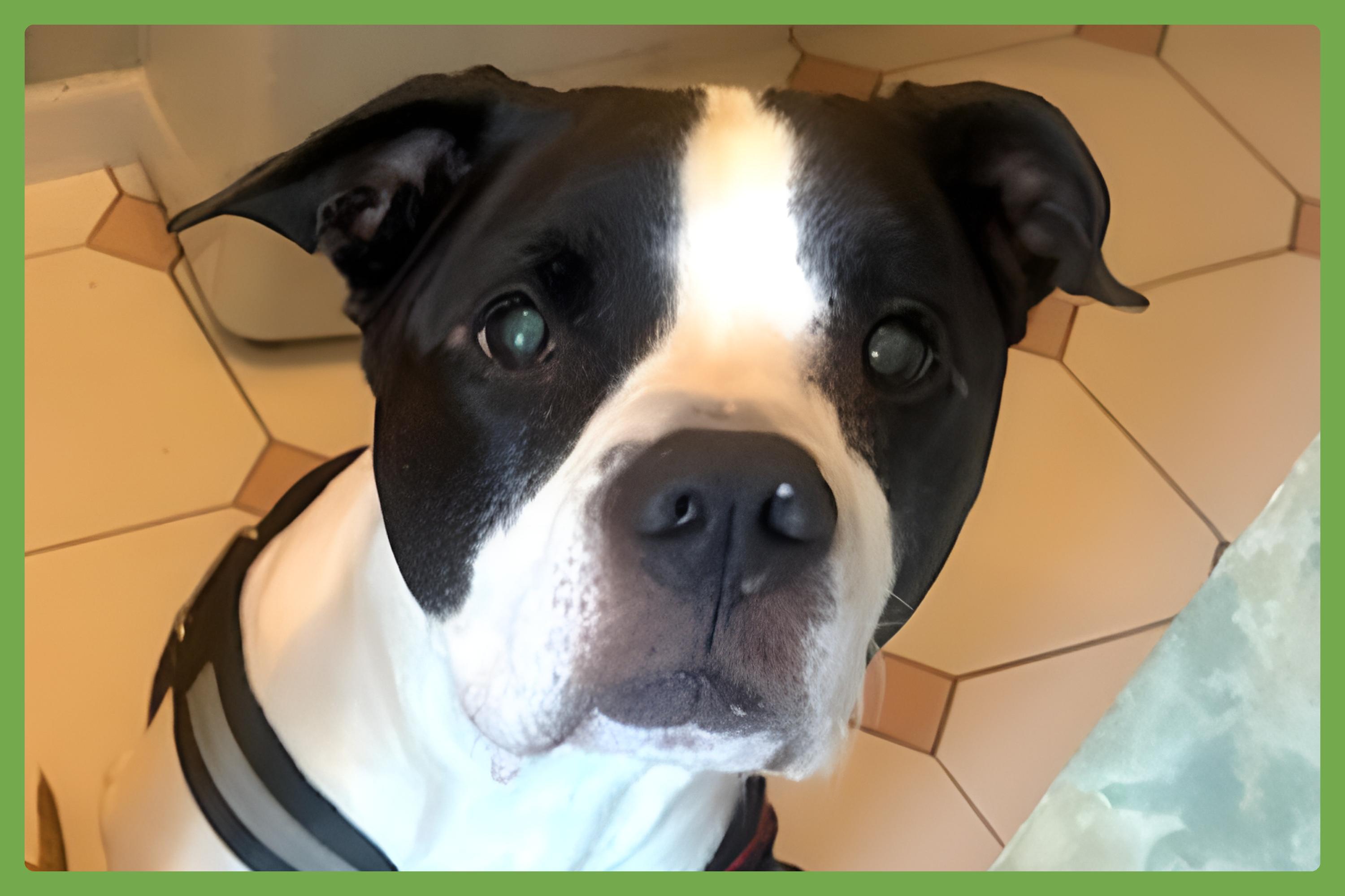 Enlarge Kalle, a Adoptable mixed breed in Albany, NY image 1/6