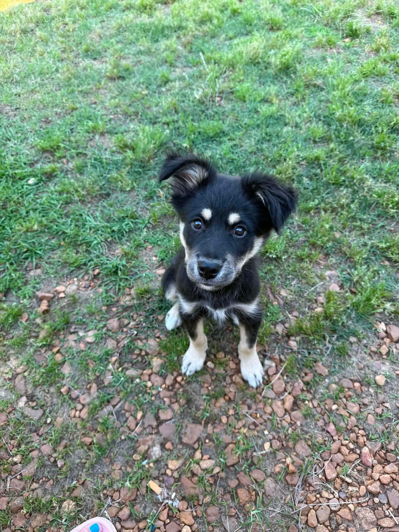 Paisley, an adopted mixed breed in Bristol, RI image 5/6
