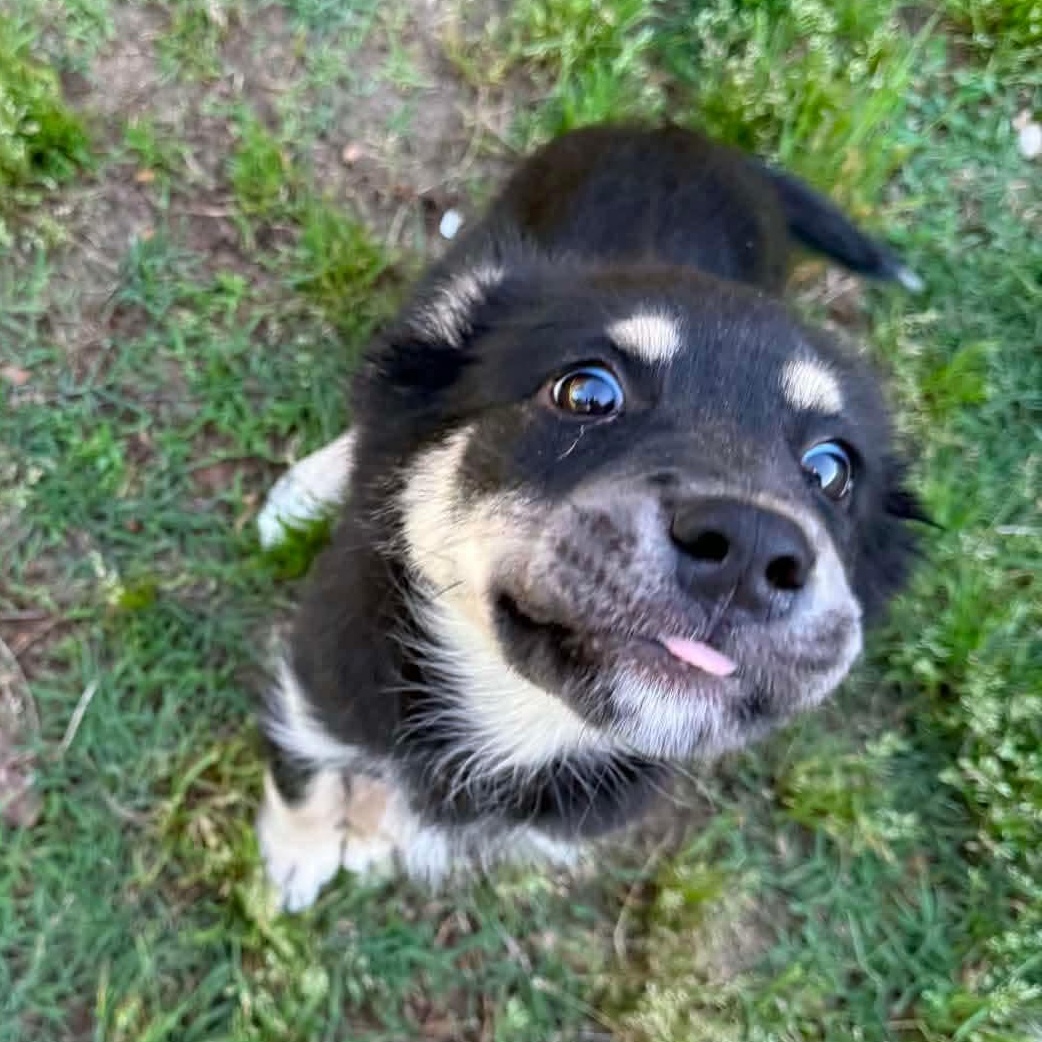 Paisley, an adopted mixed breed in Bristol, RI image 3/6