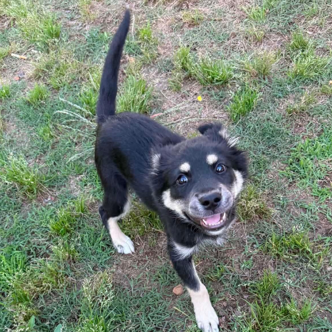 Paisley, an adopted mixed breed in Bristol, RI image 2/6