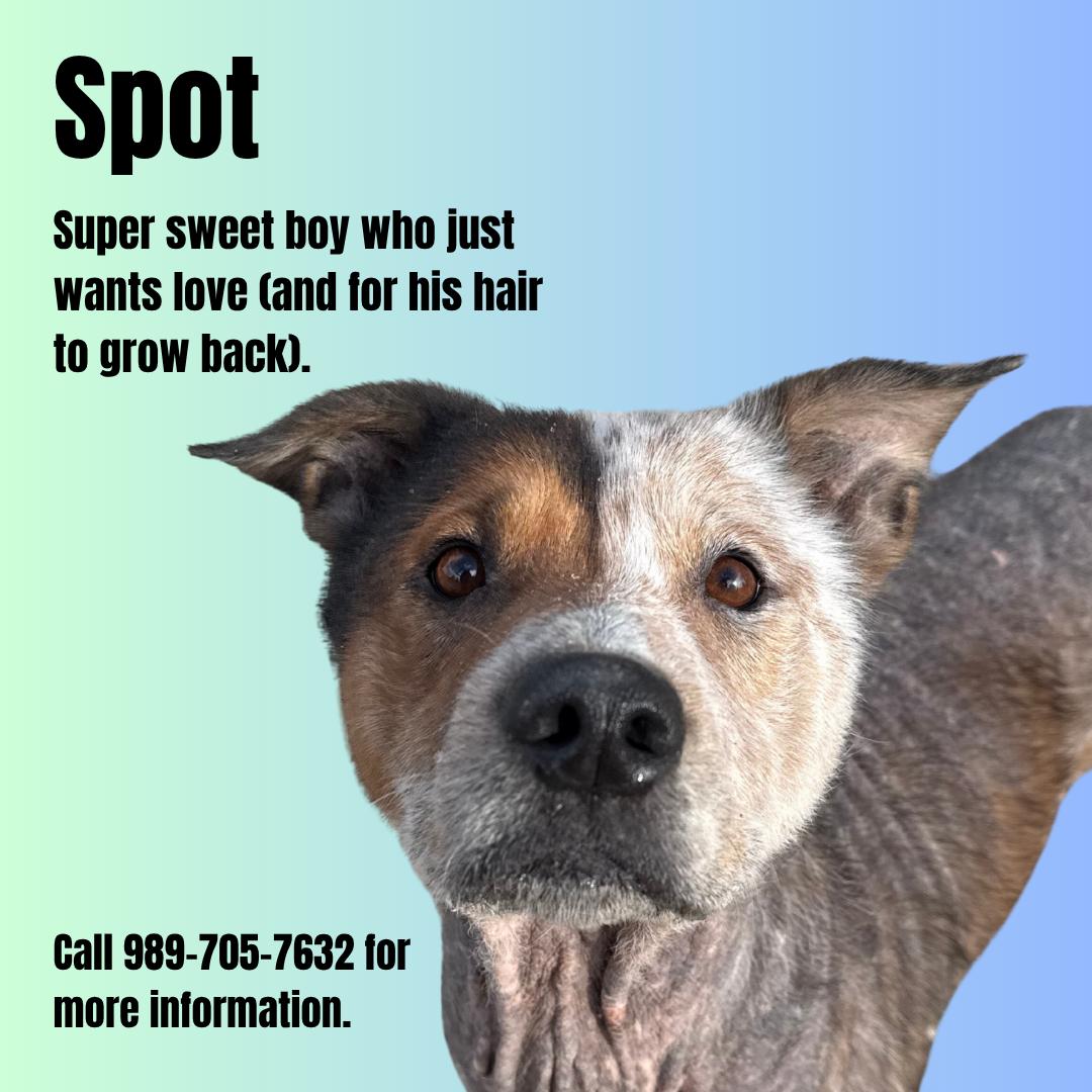 Enlarge Spot #9 of 8-15-25, a Adoptable mixed breed in Gaylord, MI image 1/1