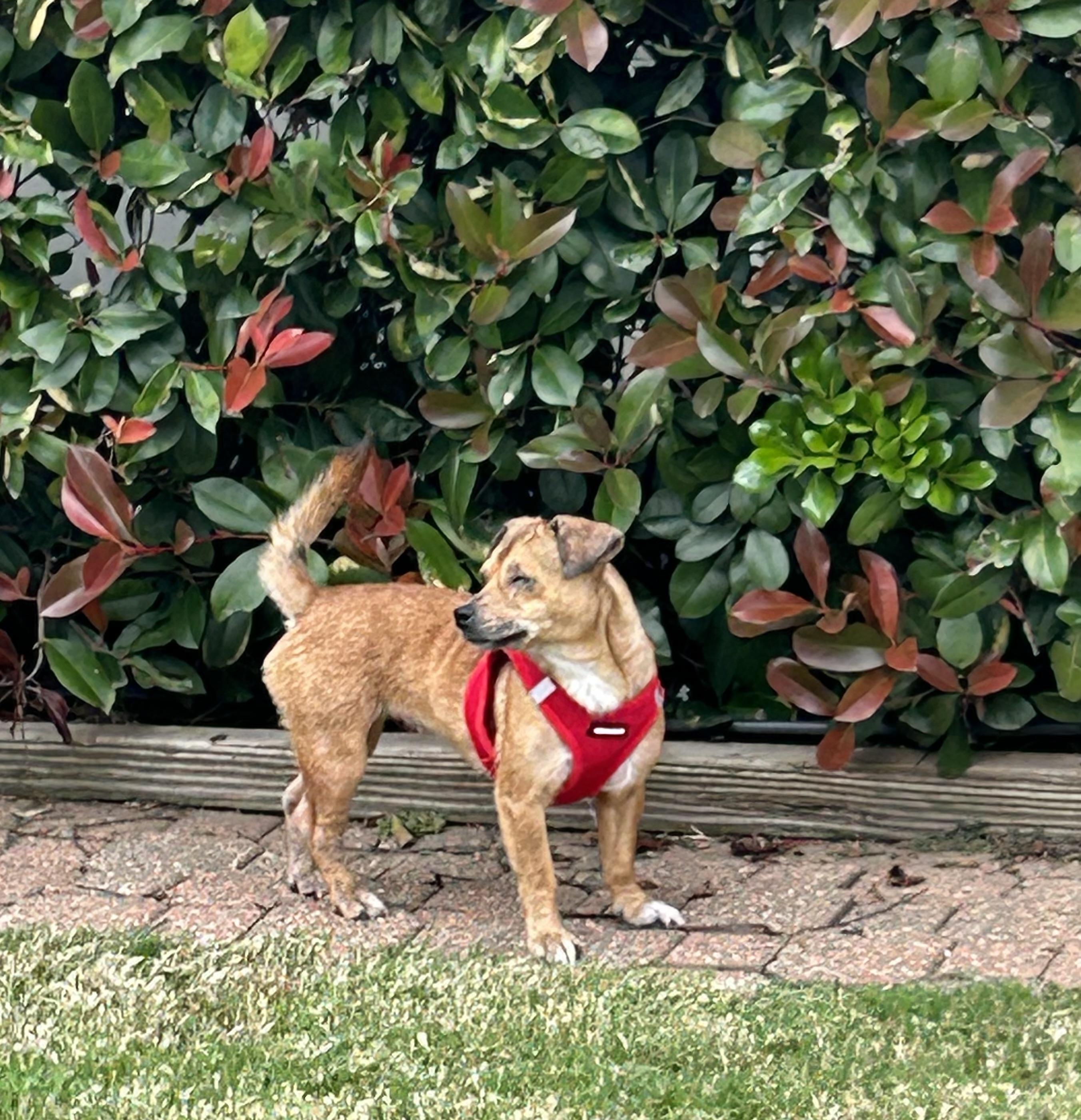 Penny, Adoptable, Adult Female Chihuahua.