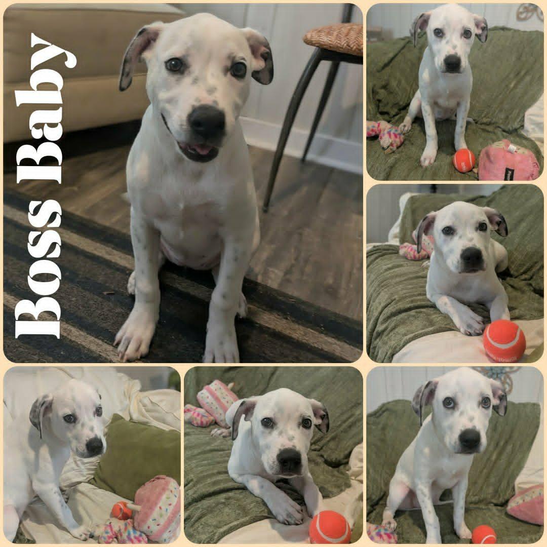 Enlarge Boss Baby, a Adoptable mixed breed in Ozark, AL image 2/4