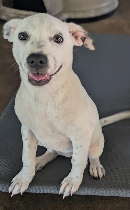 Enlarge Boss Baby, a Adoptable mixed breed in Ozark, AL image 4/4