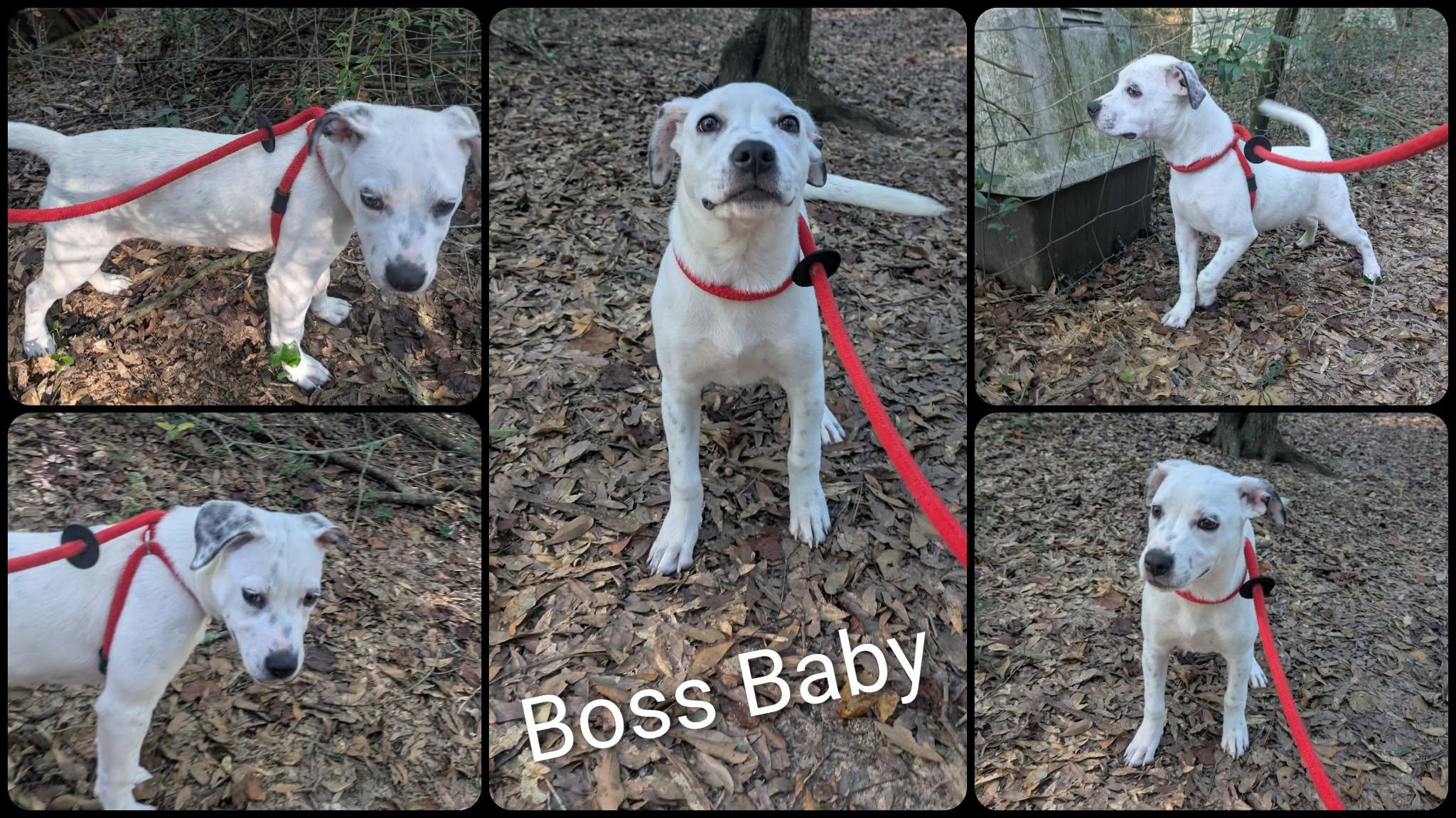 Enlarge Boss Baby, a Adoptable mixed breed in Ozark, AL image 3/4