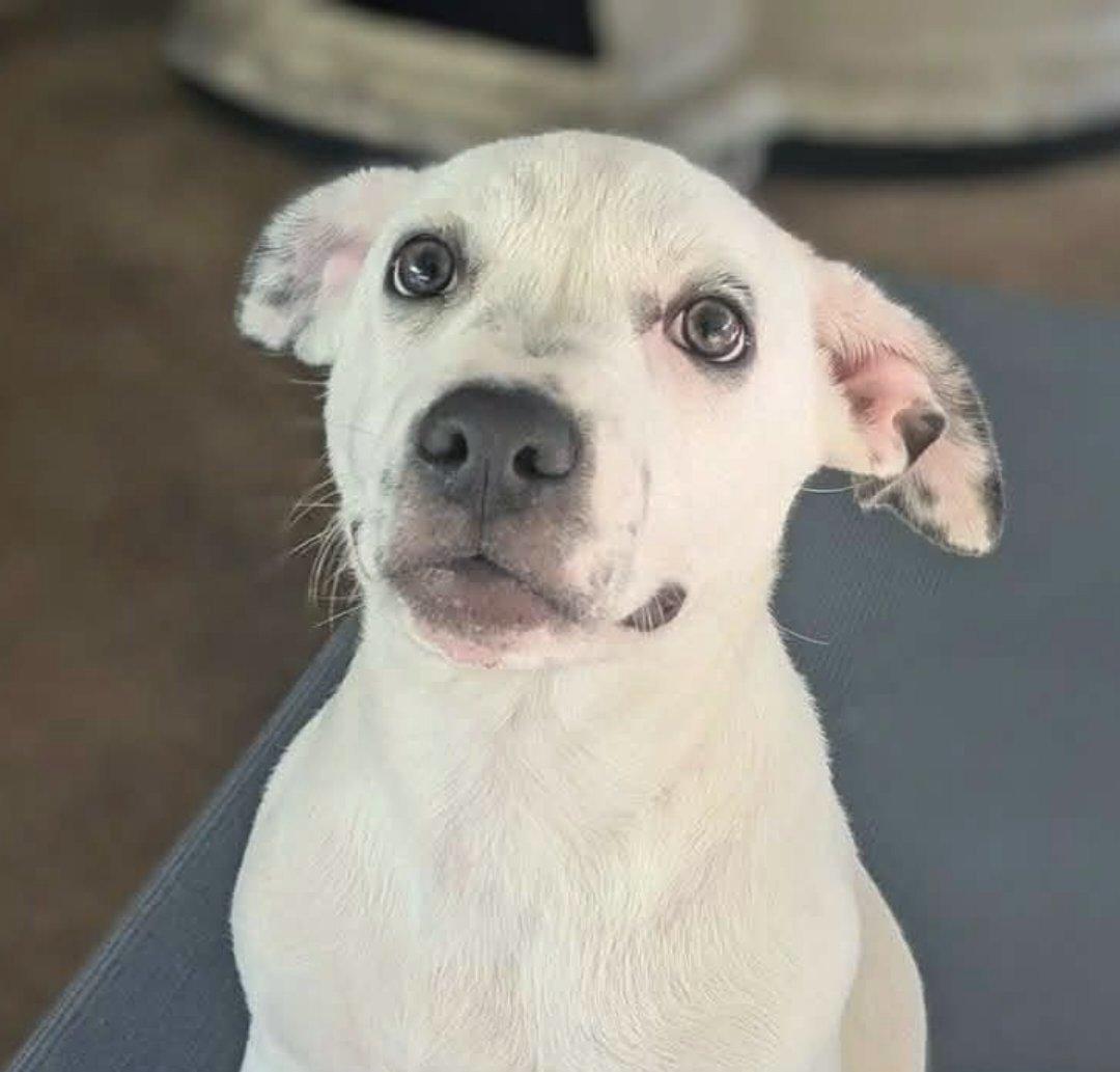 Boss Baby, Adoptable, Puppy Female Terrier & Bulldog.
