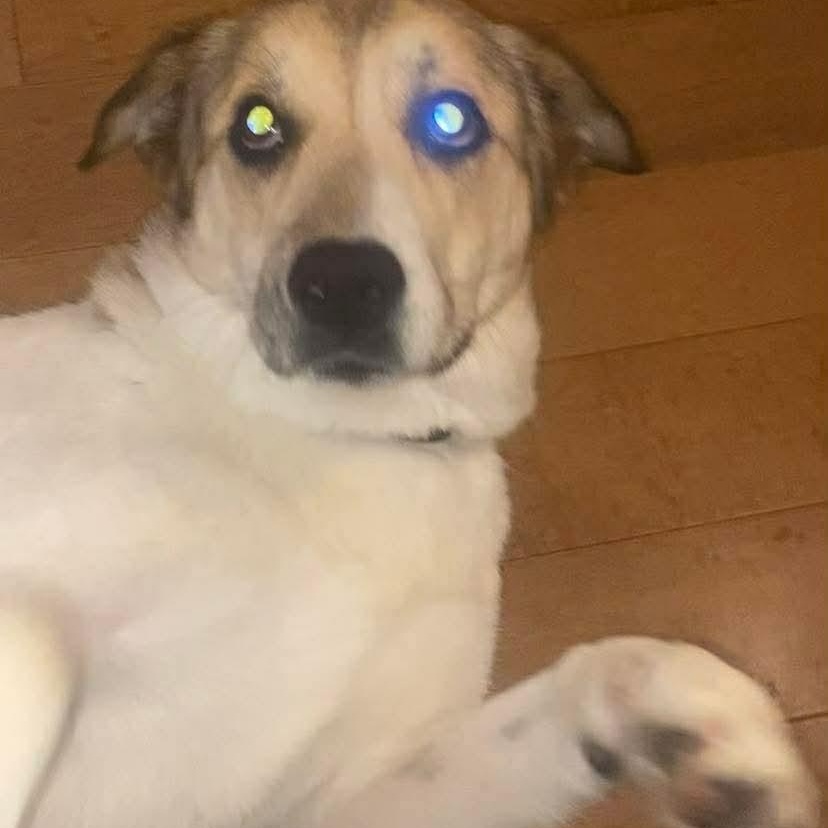 Enlarge Mary, a ADOPTABLE Mixed Breed in Edmonton, AB image 4/5