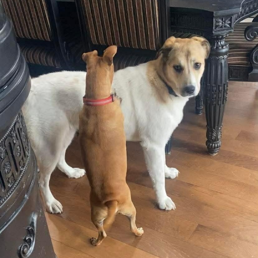 Enlarge Mary, a ADOPTABLE Mixed Breed in Edmonton, AB image 3/5