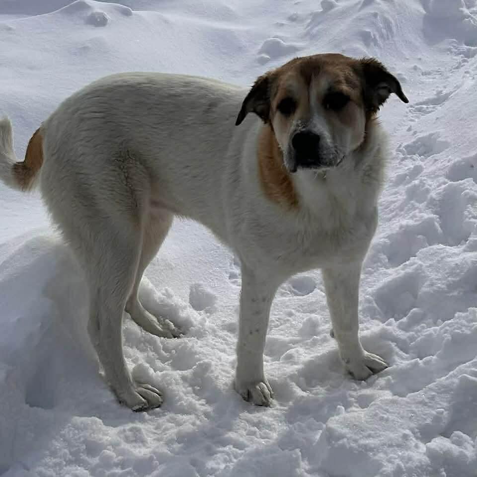Enlarge Mary, a ADOPTABLE Mixed Breed in Edmonton, AB image 2/5