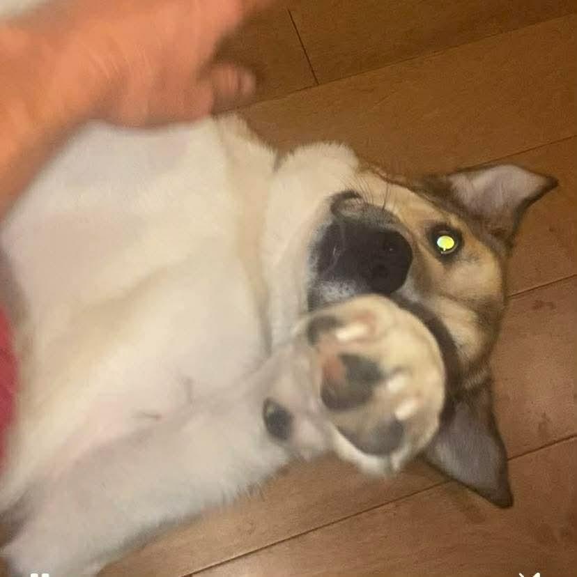 Enlarge Mary, a ADOPTABLE Mixed Breed in Edmonton, AB image 5/5