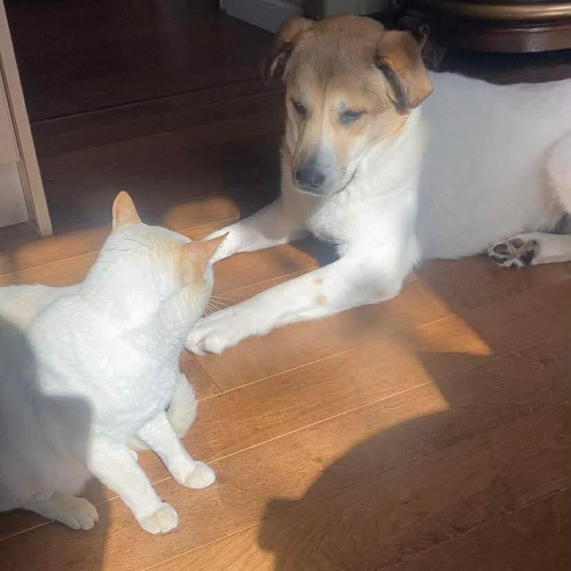 Mary, ADOPTABLE, Young Female Mixed Breed.