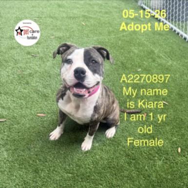 Enlarge KIARA, a Adoptable Pit Bull Terrier in Los Angeles, CA image 1/1