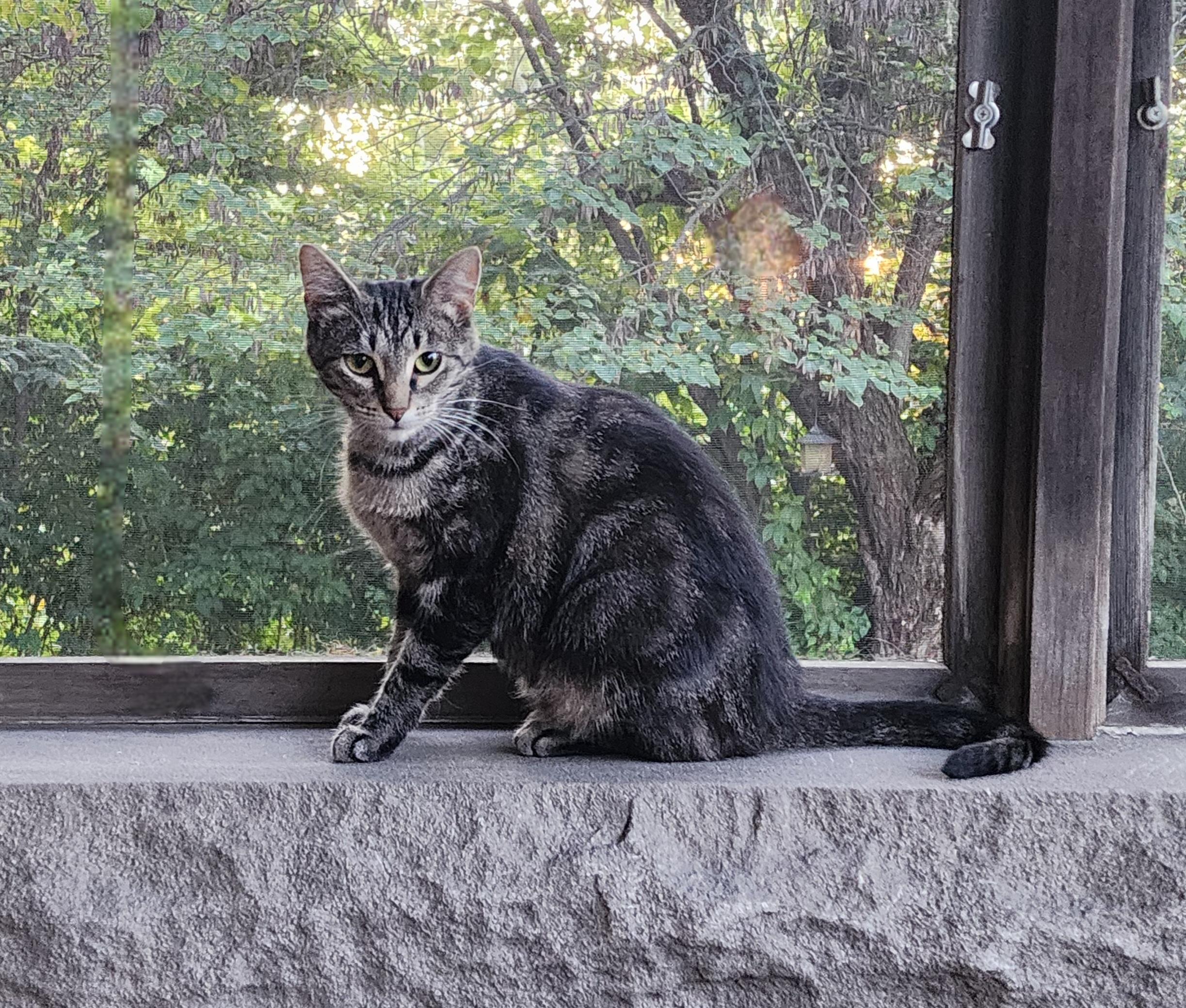 Tiny, Adoptable, Young Female Domestic Short Hair.