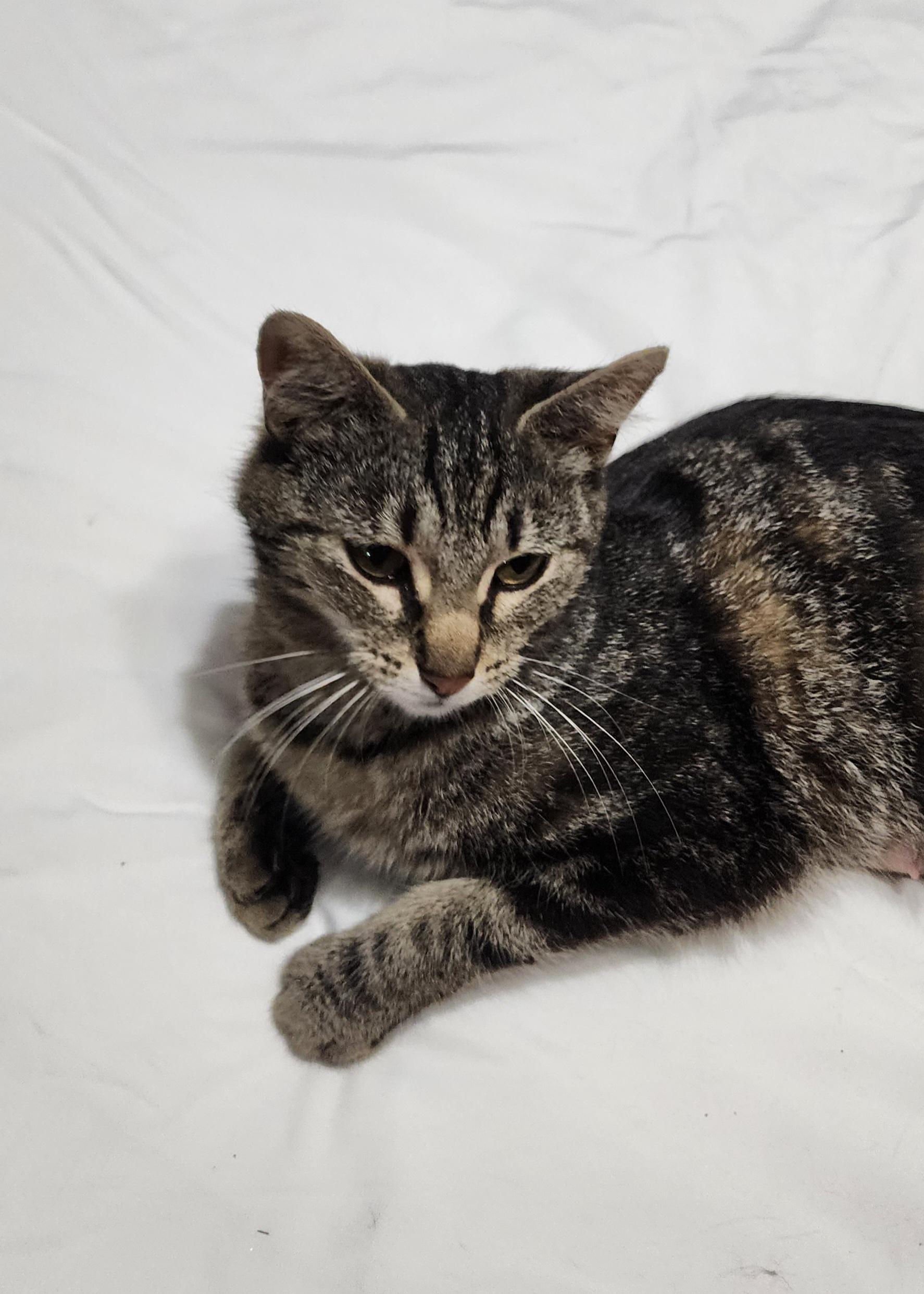 Tiny, a Adoptable Domestic Short Hair in Logansport, IN image 2/4