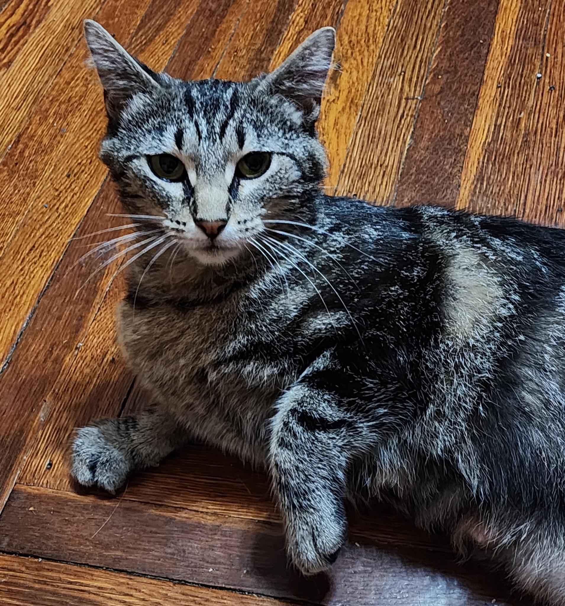 Tiny, a Adoptable Domestic Short Hair in Logansport, IN image 3/4