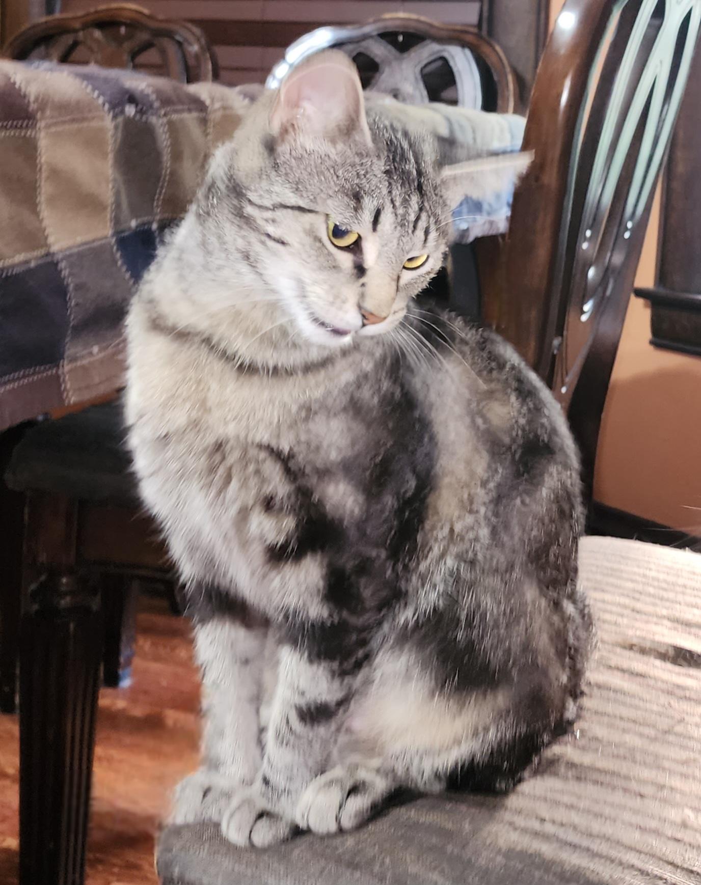 Tiny, Adoptable, Young Female Domestic Short Hair.