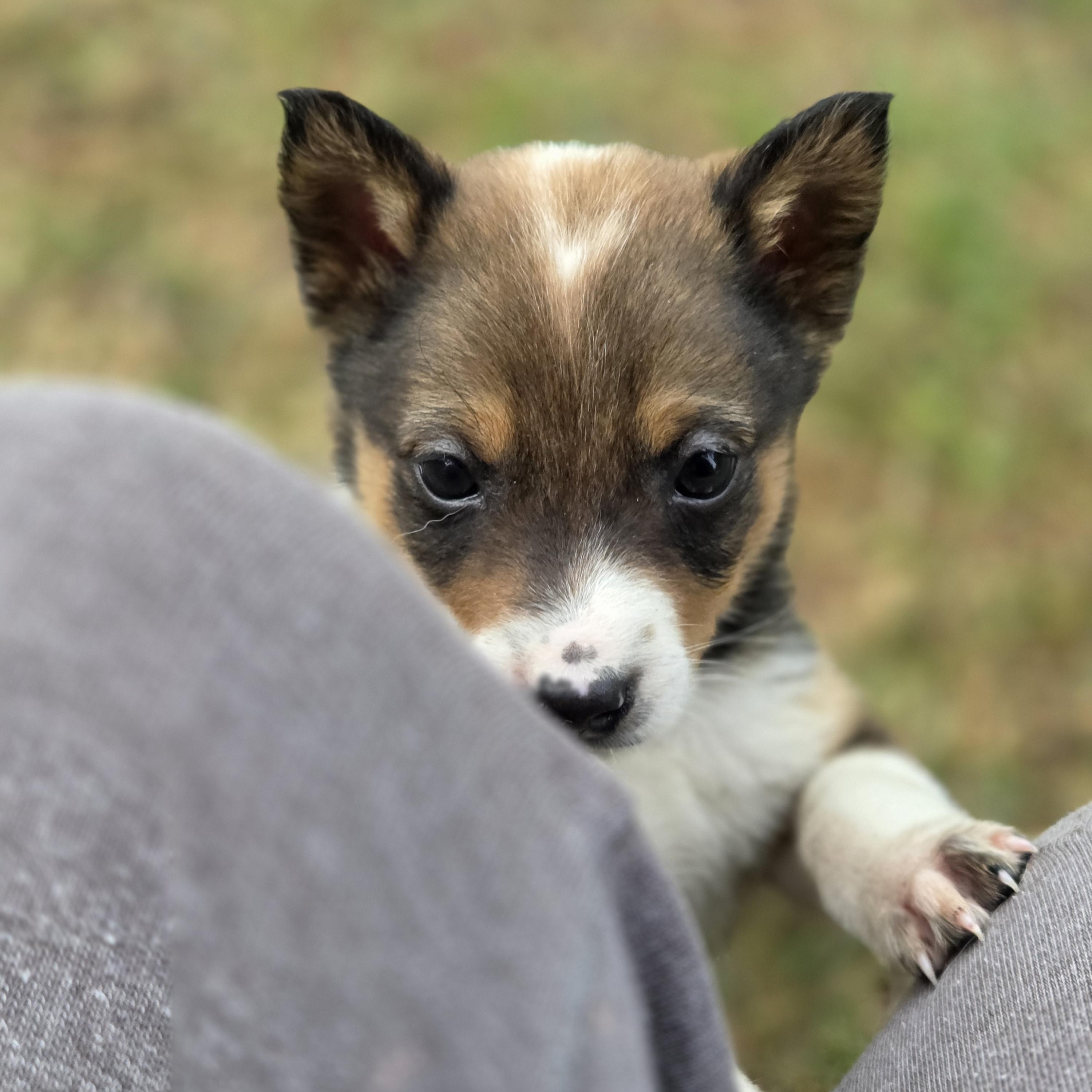Enlarge Arlo, a ADOPTABLE Australian Cattle Dog / Blue Heeler in Brookville, PA image 5/5