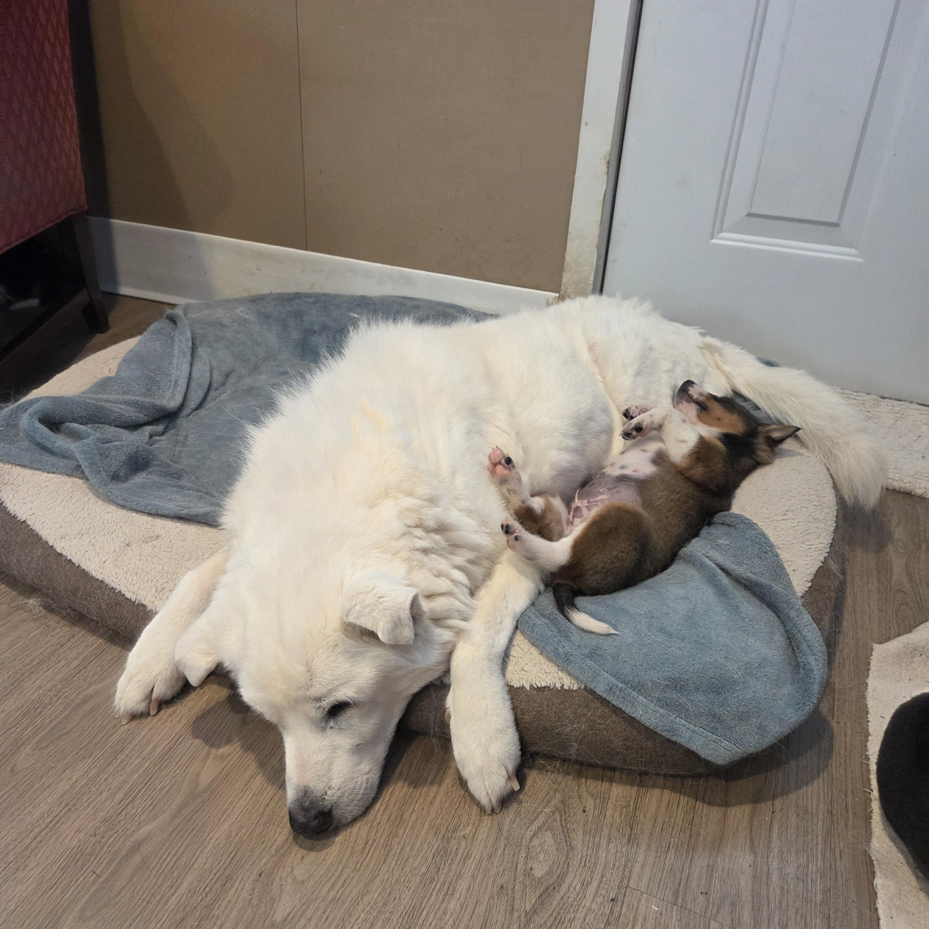 Enlarge Arlo, a ADOPTABLE Australian Cattle Dog / Blue Heeler in Brookville, PA image 4/5