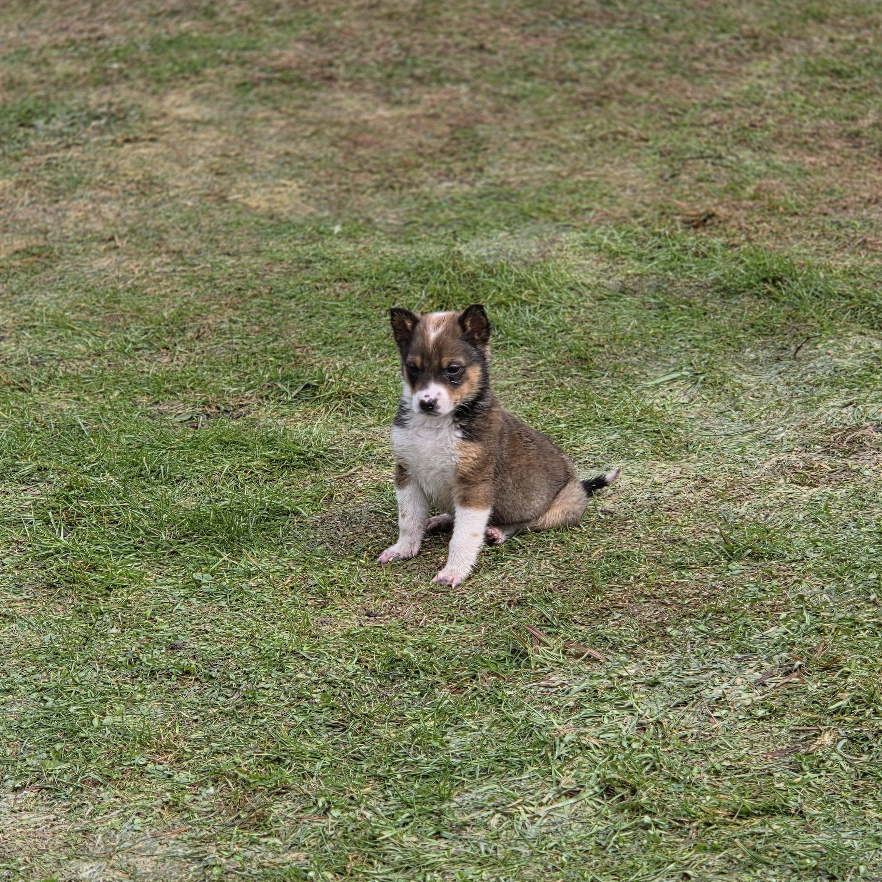 Enlarge Arlo, a ADOPTABLE Australian Cattle Dog / Blue Heeler in Brookville, PA image 2/5