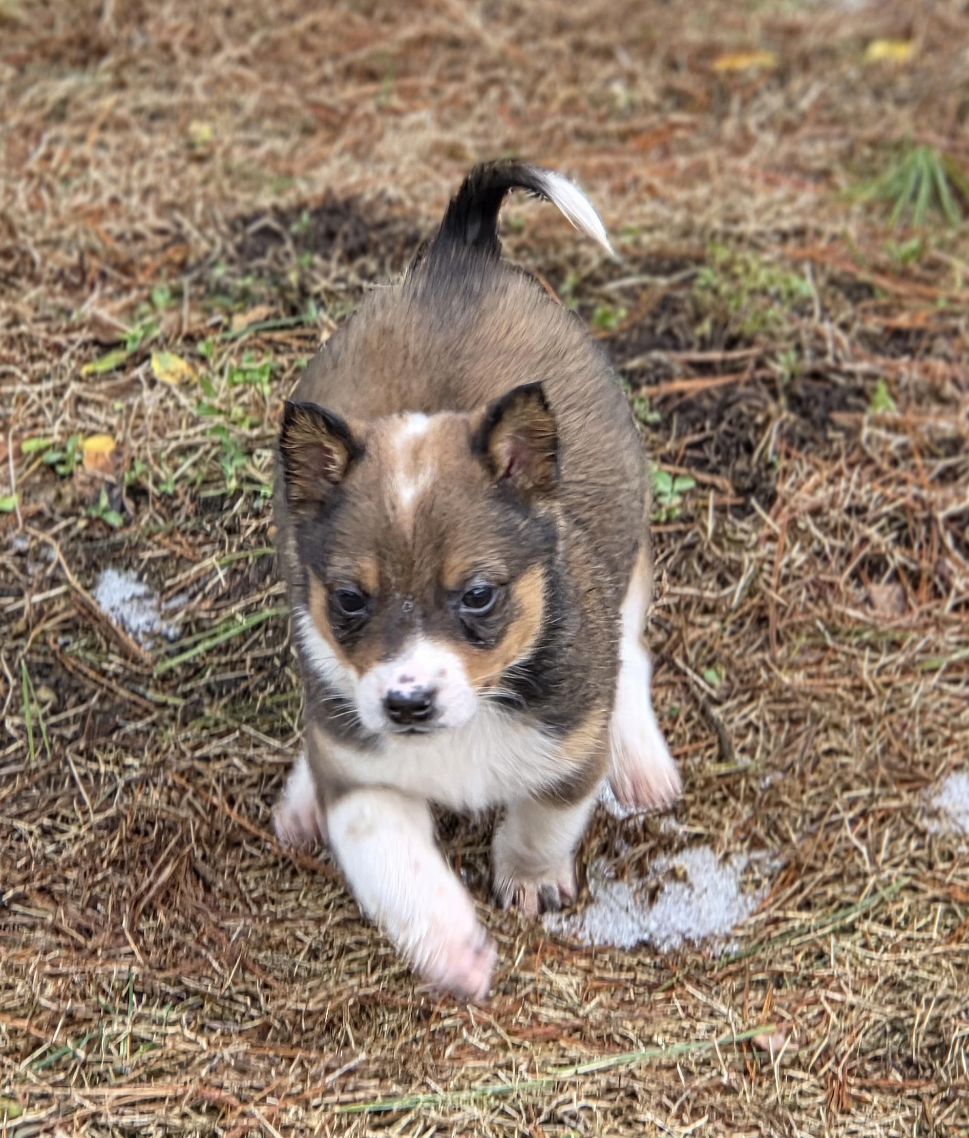 Arlo, ADOPTABLE, Puppy Male Australian Cattle Dog / Blue Heeler.
