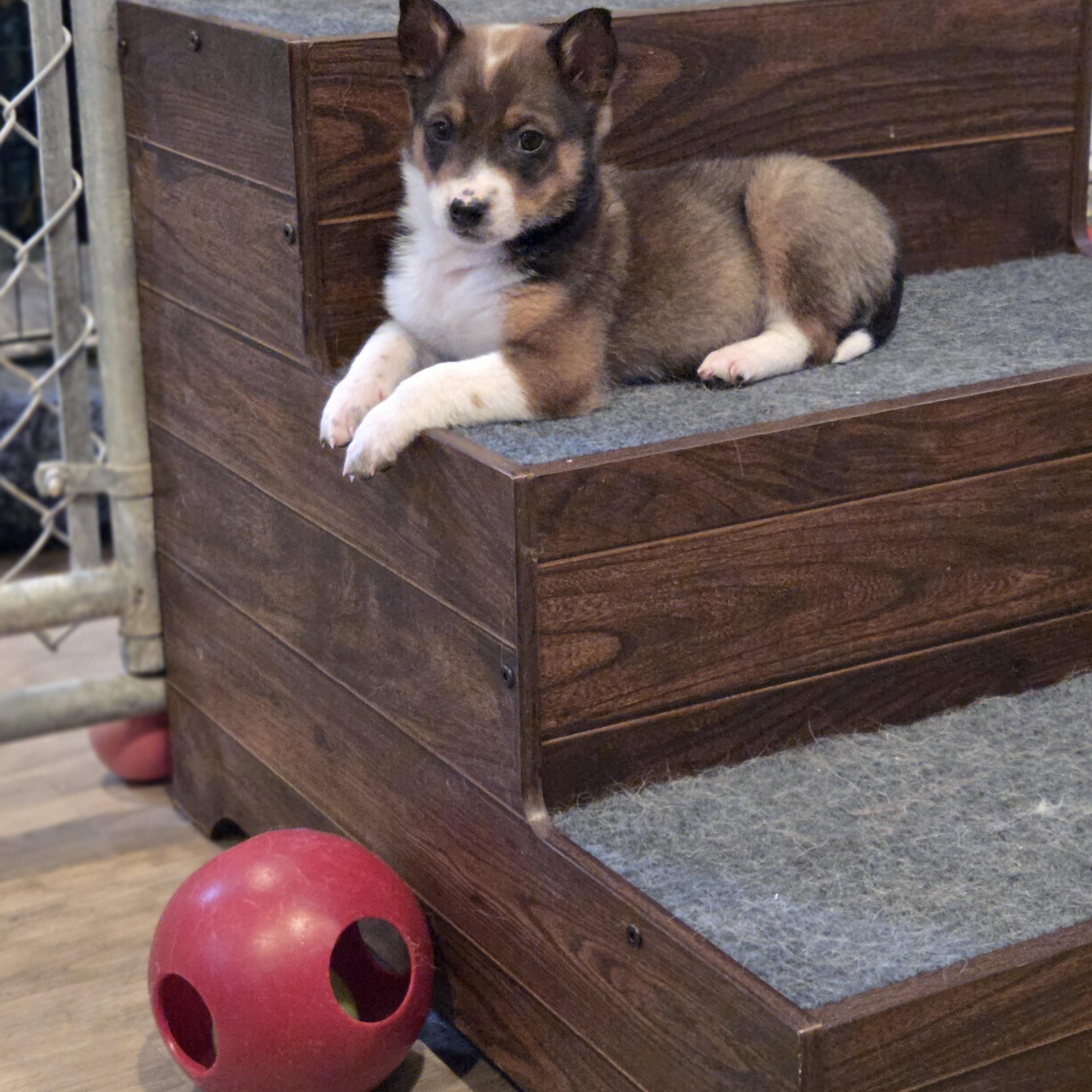 Enlarge Arlo, a ADOPTABLE Australian Cattle Dog / Blue Heeler in Brookville, PA image 3/5