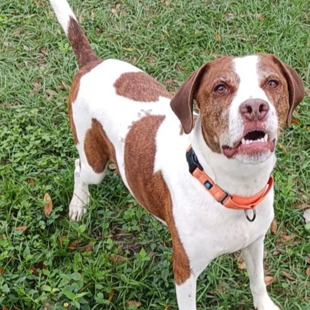 Enlarge Rockett, a Adoptable mixed breed in Sarasota, FL image 1/6