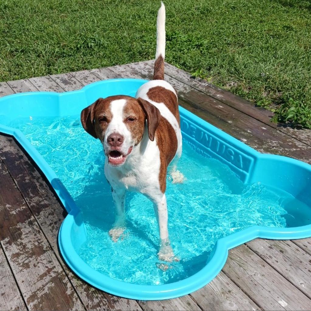 Enlarge Rockett, a Adoptable mixed breed in Sarasota, FL image 2/6