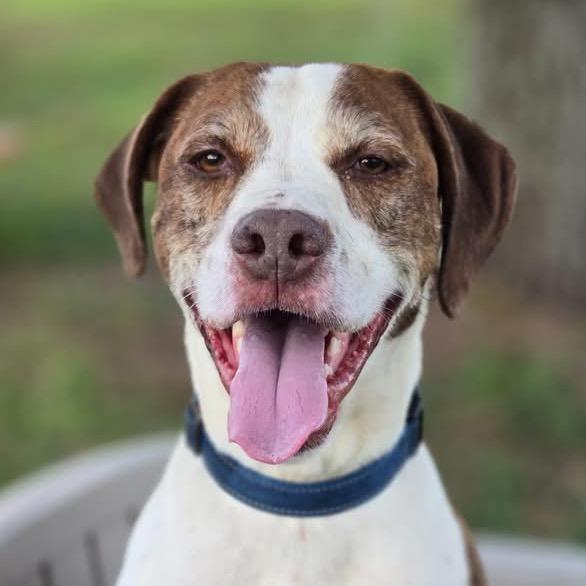 Enlarge Rockett, a Adoptable mixed breed in Sarasota, FL image 3/6