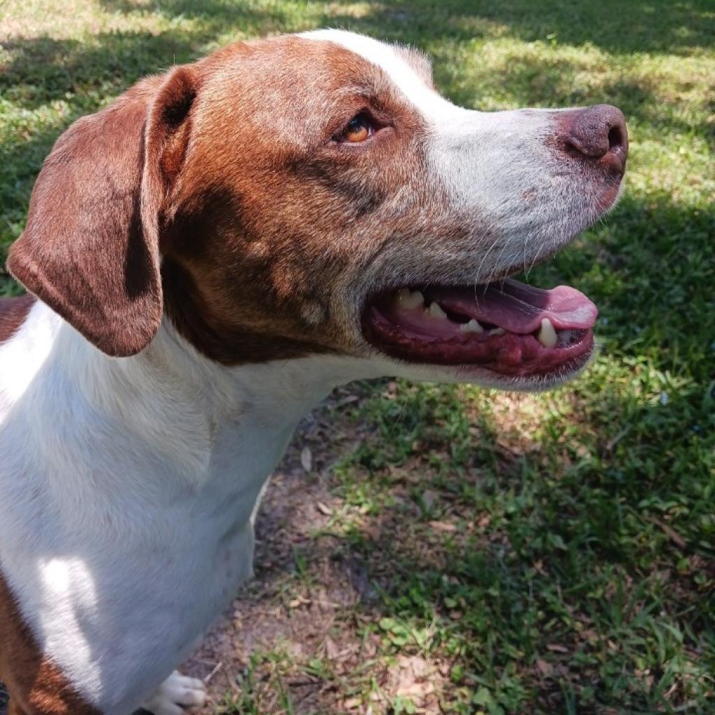 Enlarge Rockett, a Adoptable mixed breed in Sarasota, FL image 4/6