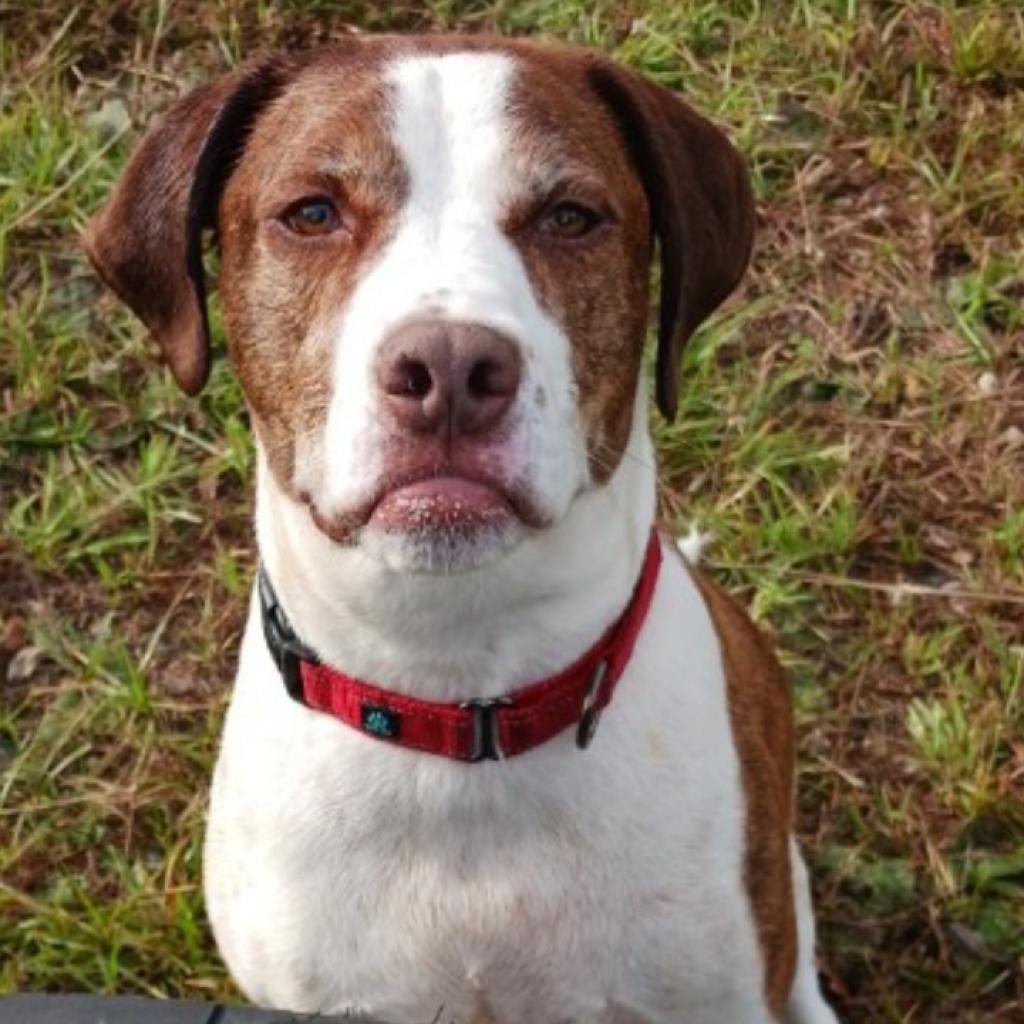 Enlarge Rockett, a Adoptable mixed breed in Sarasota, FL image 5/6