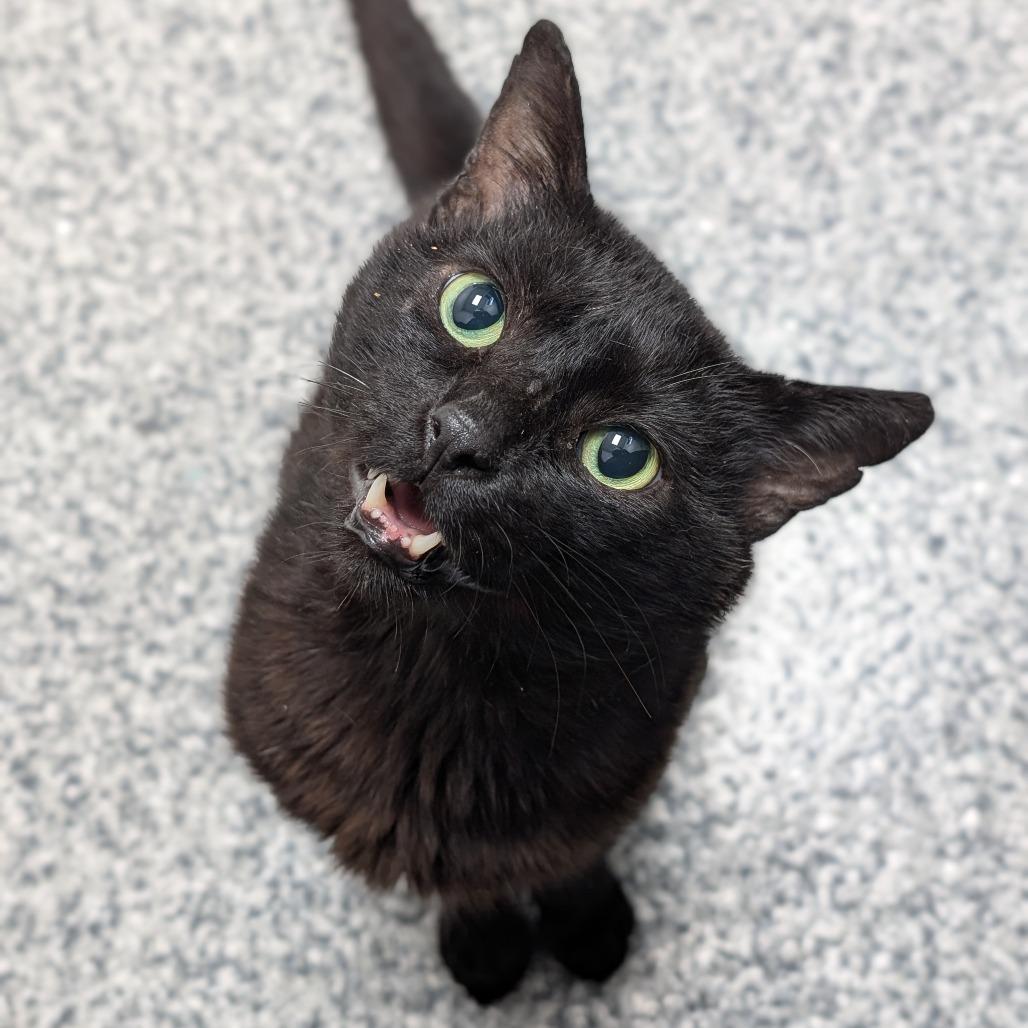 Charcoal, Adoptable, Adult Male Domestic Short Hair.