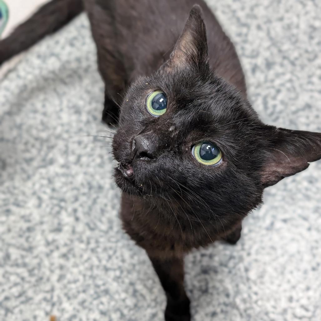 Charcoal, a Adoptable Domestic Short Hair in Brookfield, WI image 2/5