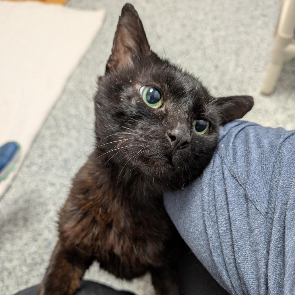 Charcoal, a Adoptable Domestic Short Hair in Brookfield, WI image 3/5