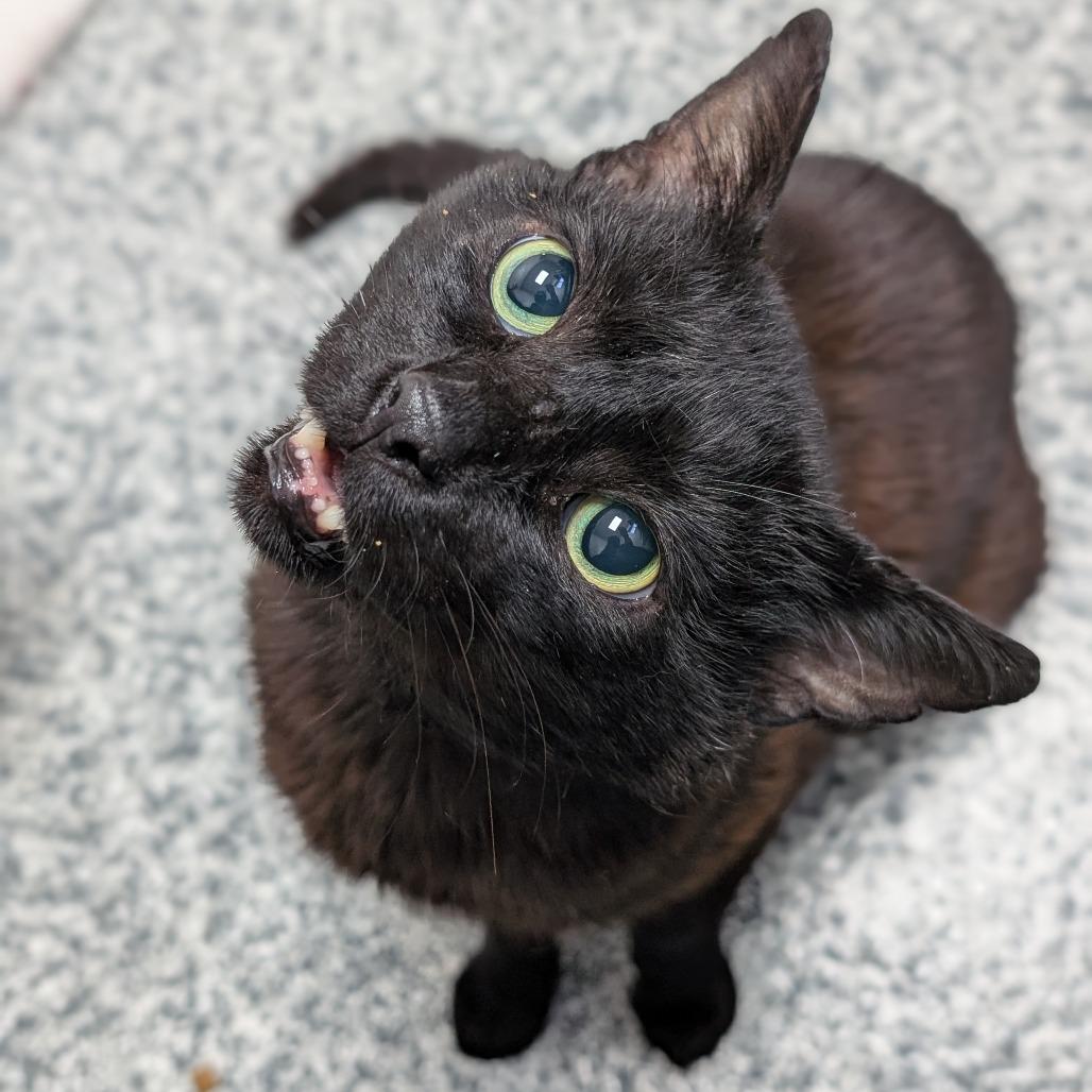 Charcoal, a Adoptable Domestic Short Hair in Brookfield, WI image 4/5
