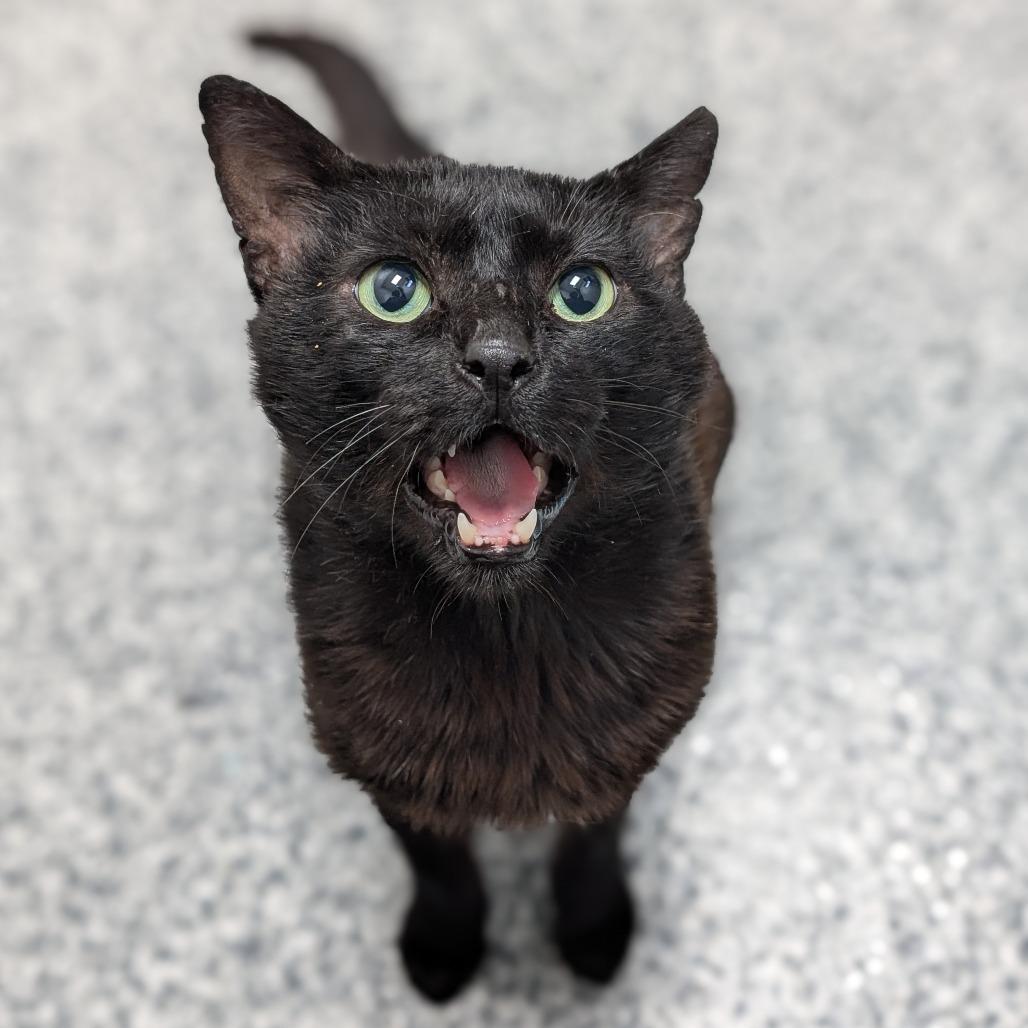 Charcoal, a Adoptable Domestic Short Hair in Brookfield, WI image 5/5