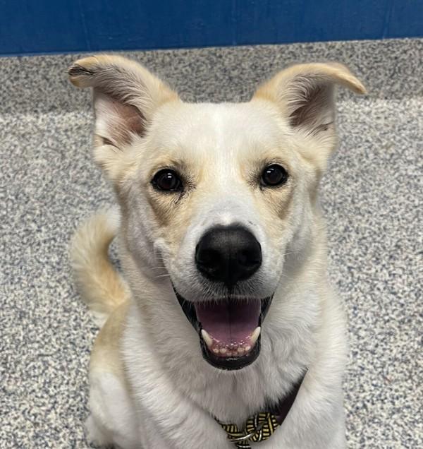 Rocky, Adoptable, Adult Male Siberian Husky & Labrador Retriever.