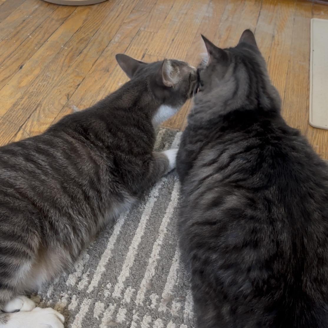 Enlarge Dakota (bonded with Percy), a Adoptable Domestic Medium Hair in Pickering, ON image 4/4