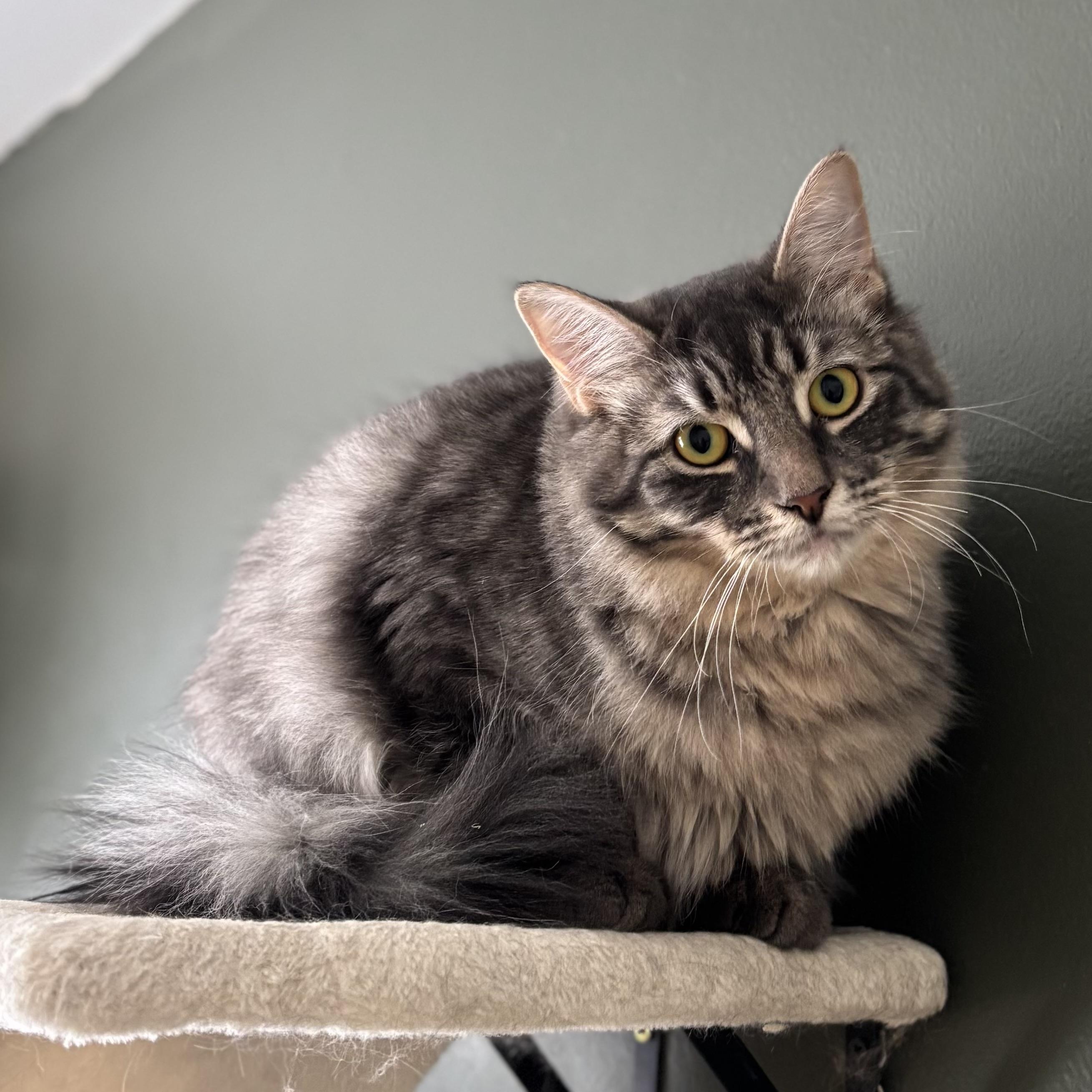 Enlarge Dakota (bonded with Percy), a Adoptable Domestic Medium Hair in Pickering, ON image 2/4