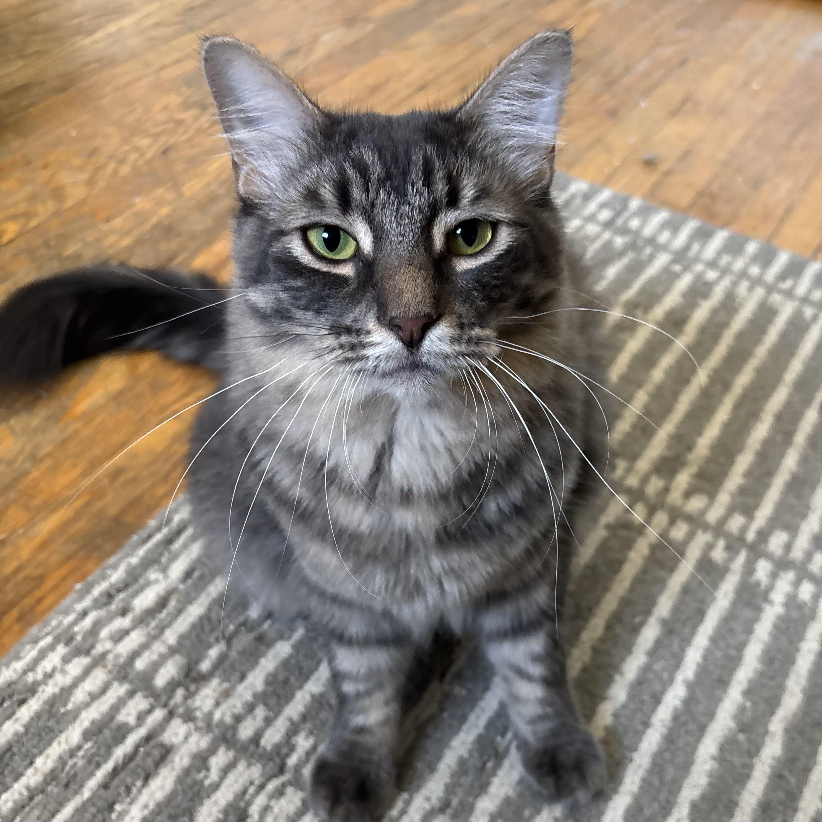 Enlarge Dakota (bonded with Percy), a Adoptable Domestic Medium Hair in Pickering, ON image 1/4