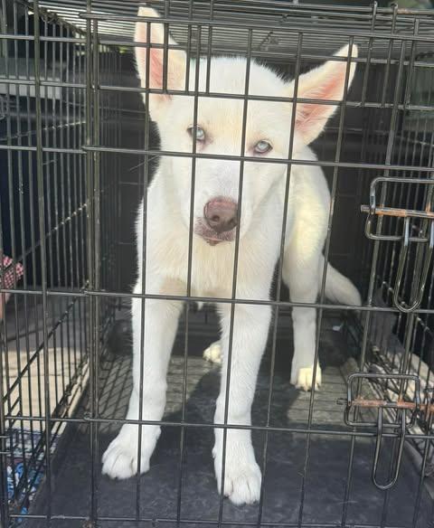 Enlarge Luna, a Adoptable Husky in Crosby, TX image 2/4