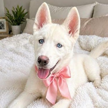 Luna, Adoptable, Puppy Female Husky.