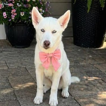 Enlarge Luna, a Adoptable Husky in Crosby, TX image 3/4